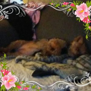 Meet your Posher, Cyndi